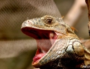 reptiles