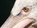 pelican