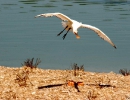 oiseaux