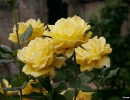 mg_5165a