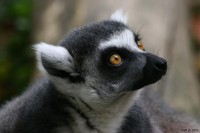 Singe